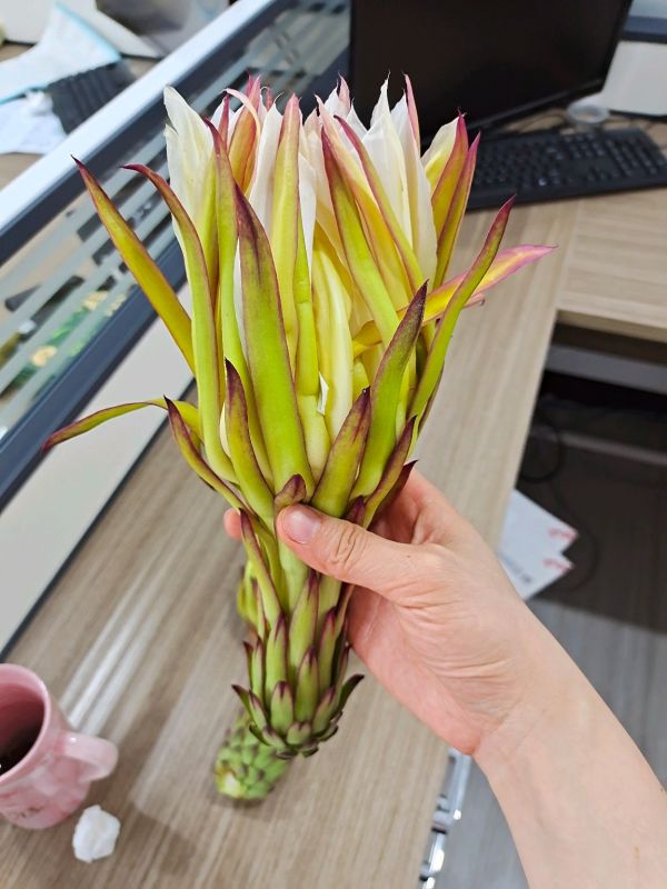 快手营养霸王花炒牛肉