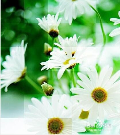 Photoshop制作菊花照片马赛克效果