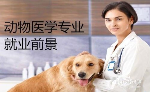 高考志愿怎么填报成为一名宠物医生