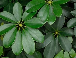 七叶莲怎么养#校园分享#