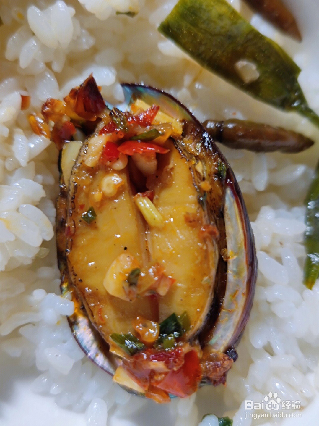 神奇海洋：鲍鱼属于以下哪一类动物