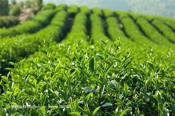 茶叶经营者淡季时有什么策略经验