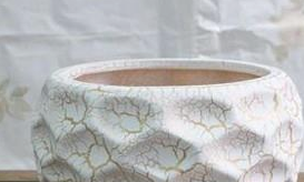 怎样把芋头水培成绿植