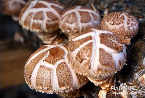 如何做冬瓜香菇煲