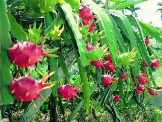 火龙果的作用及食用禁忌