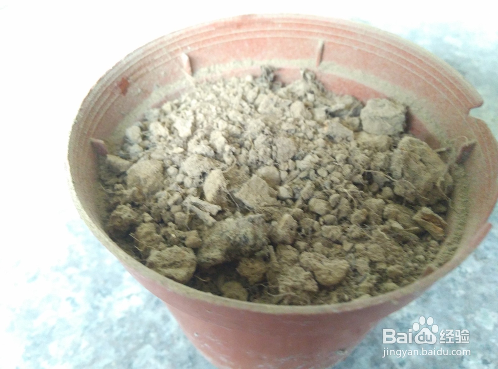 兰香子的种植妙用