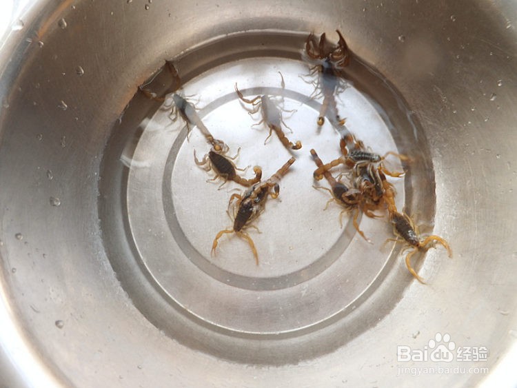 蝎子怎么做好吃