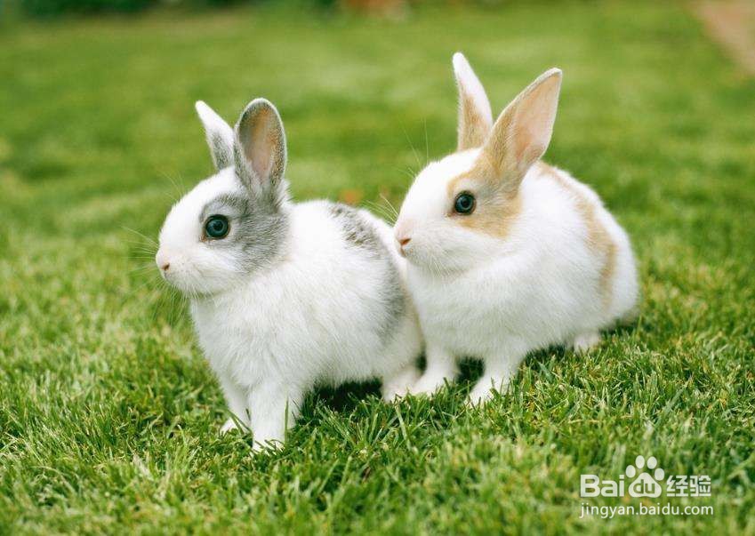 <b>怎么才能养出一只长寿健康的兔子</b>