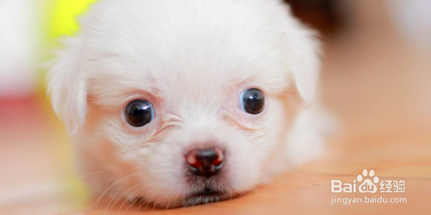 狗狗被蜱虫叮咬后怎么治疗