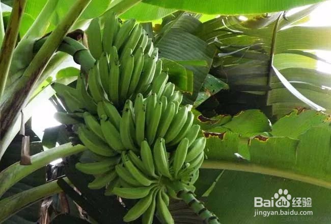 有乳腺癌的人适合吃哪些水果？