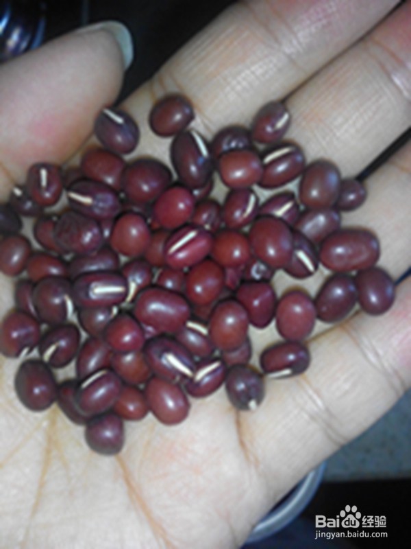 红小豆的功效与作用及食用方法