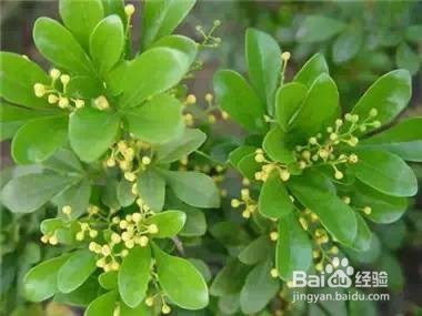 家里常养这些植物 身体会越来越棒