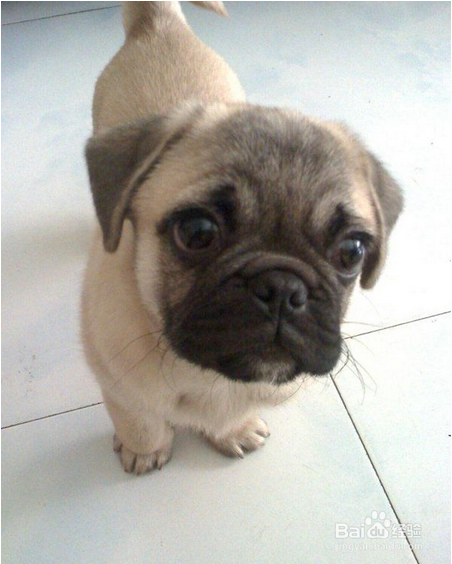 发育期八哥犬的喂养