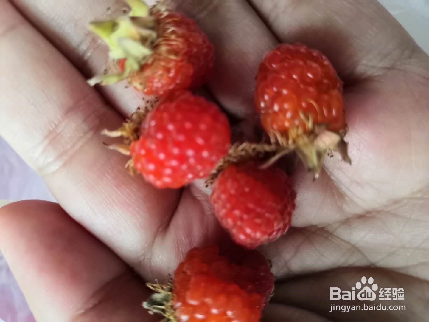 6种常见野菜的识别及处理方法