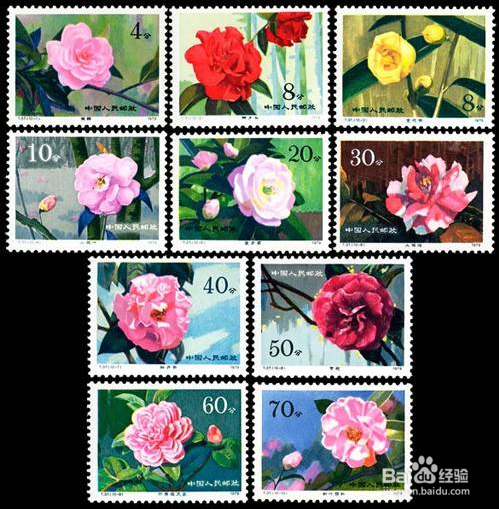 怎样辨别《云南山茶花》特种邮票的真伪