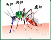 全面认识蚊子，杀灭更有效