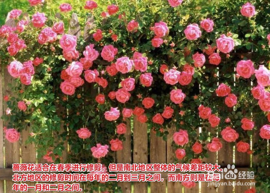 蔷薇修剪时间和方法