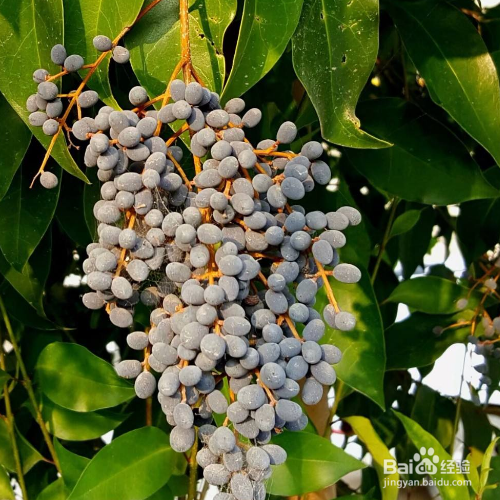 女贞子的培育方法和注意事项