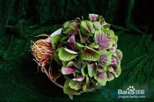 红苋菜怎么种植