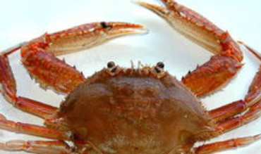 螃蟹从冰箱里拿出来为什么不动了