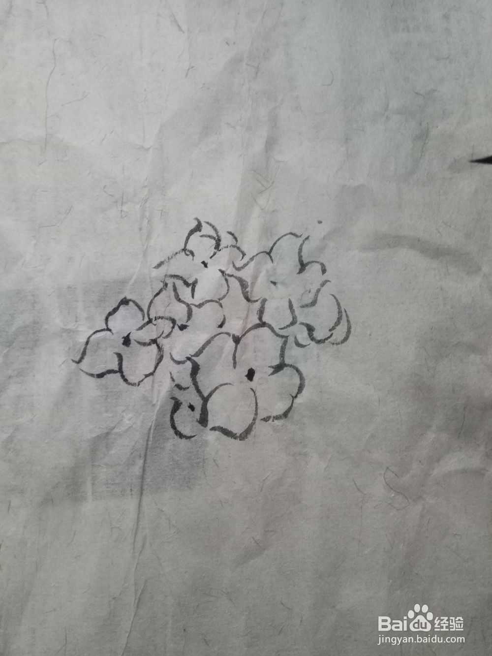 绣球花的画法及步骤