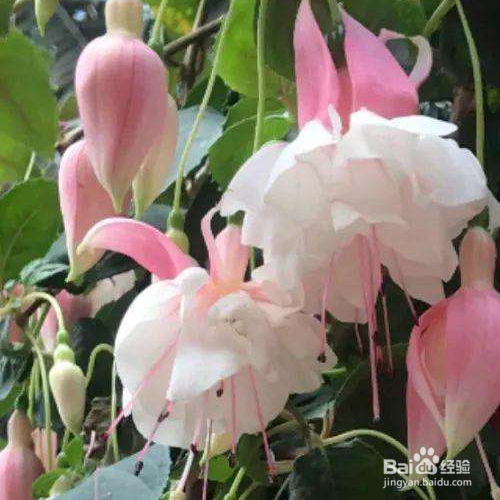 倒挂金钟怎么扦插成活率才能高