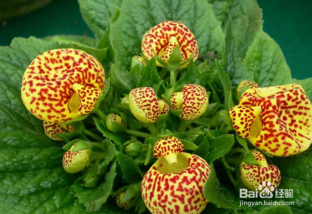 养蒲包花有哪些注意事项