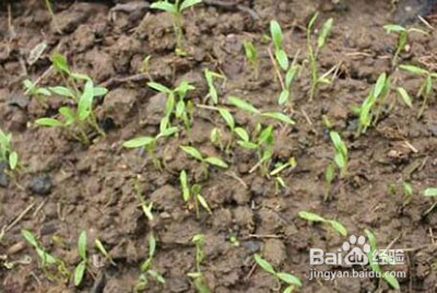 香菜种植方法和时间