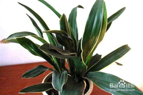 万年青的注意事项和养殖方法？