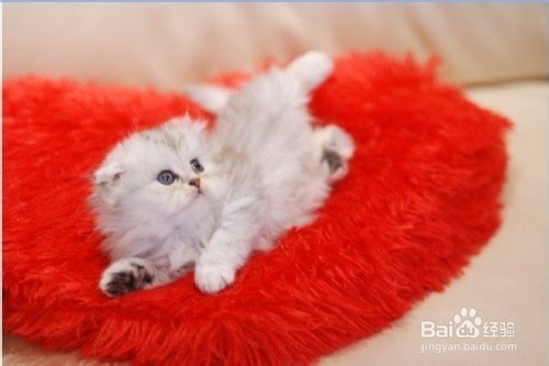 怎样给猫咪做营养餐