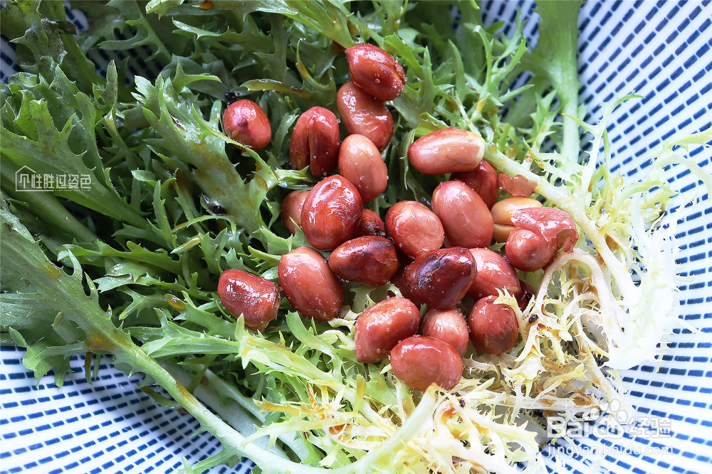 不能拒绝的花生苦菊