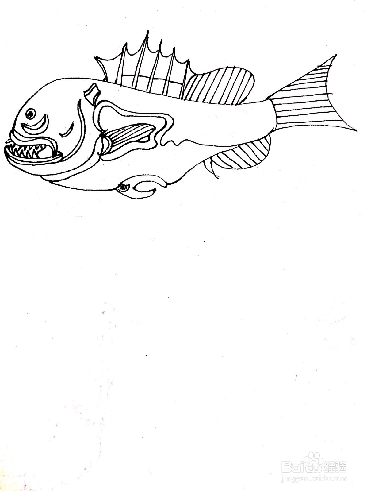 昂刺鱼线描画怎么画