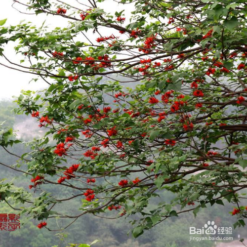 龙牙花的价值有哪些?