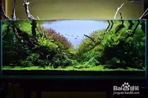 草缸壁上的绿苔怎么办