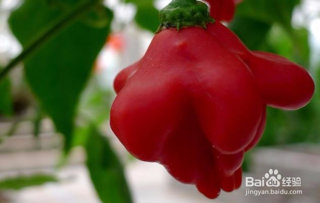 辣椒多姿多样