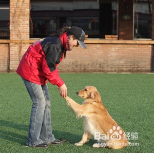 怎么让狗狗学会握手：[4]狗狗训练