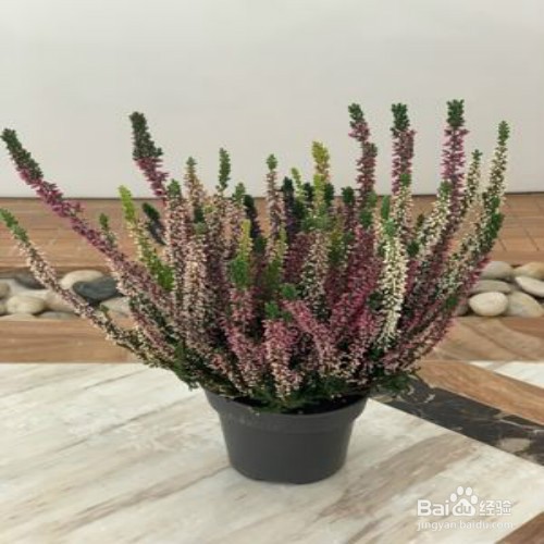 教你养殖艾莉卡