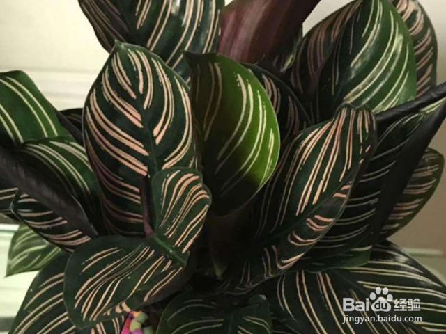 双线竹芋的价值是什么?