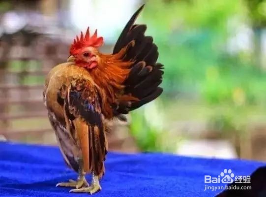 怎么给鸡拴宠物绳