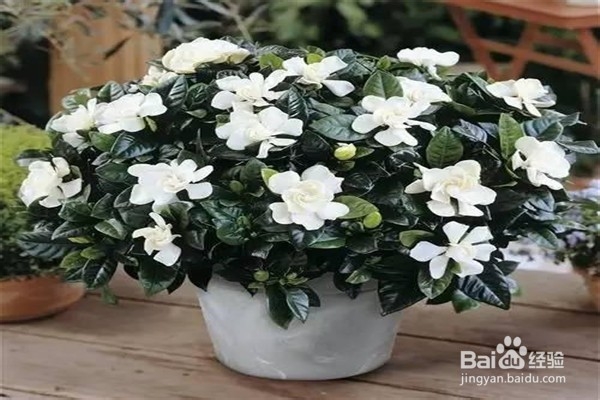 栀子花应该怎么养