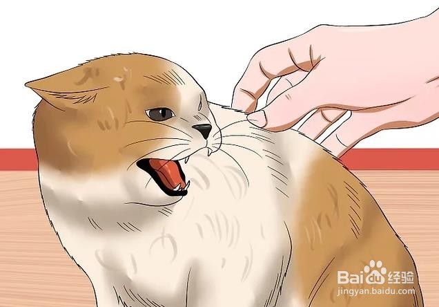 如何看猫是否有狂犬病
