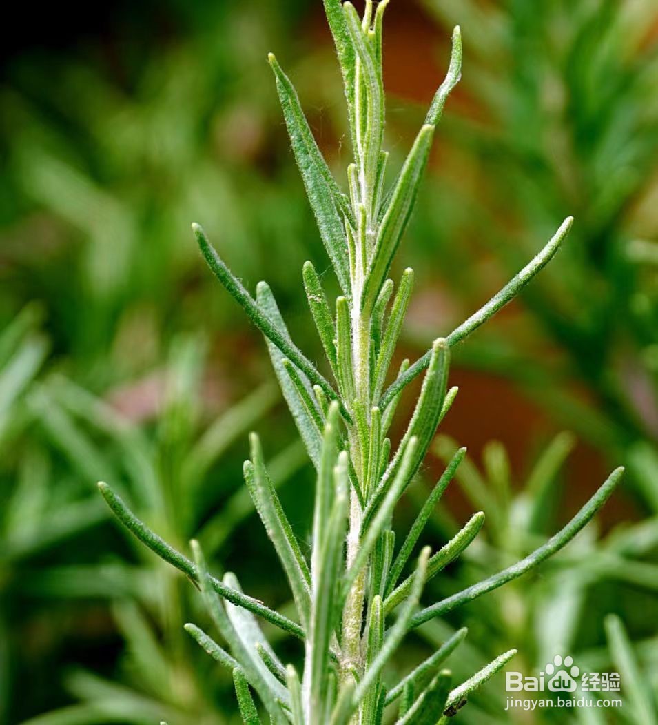 夏天蚊虫多,养什么植物驱蚊