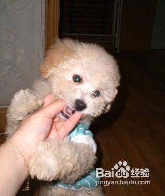 宠物狗怎样训大小便