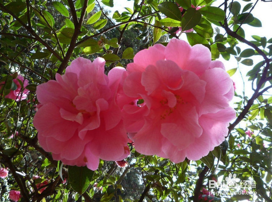 怎样养殖山茶花