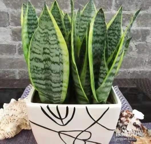 虎皮兰生长旺盛的小技巧，这样养轻松又有效