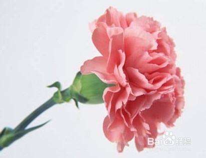 母亲节送妈妈什么节日礼物