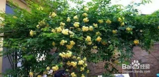 1种花太好养，扔土里就能活，比桂花还香！