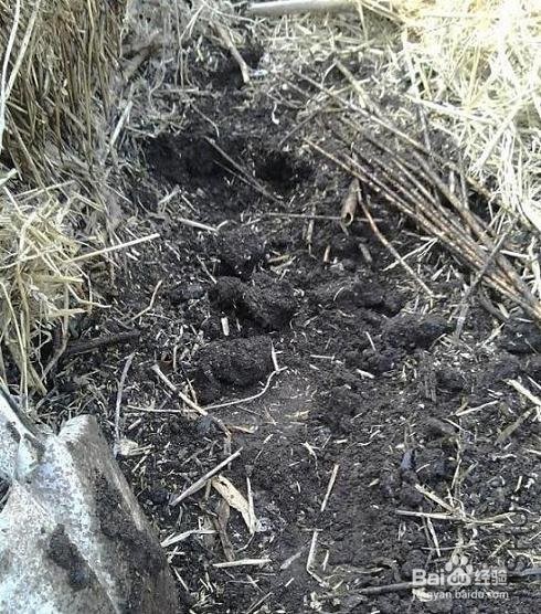 3月12日植树节,几招给吊兰做肥料的方法