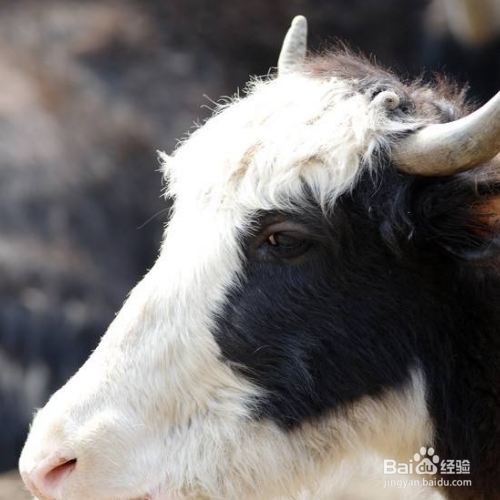 羊吃了塑料袋怎么排出体外