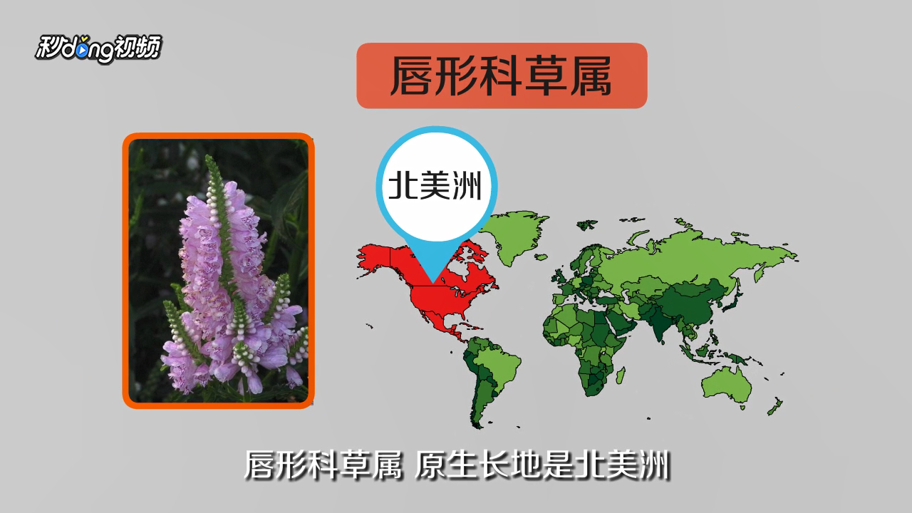 随意草的花语是什么